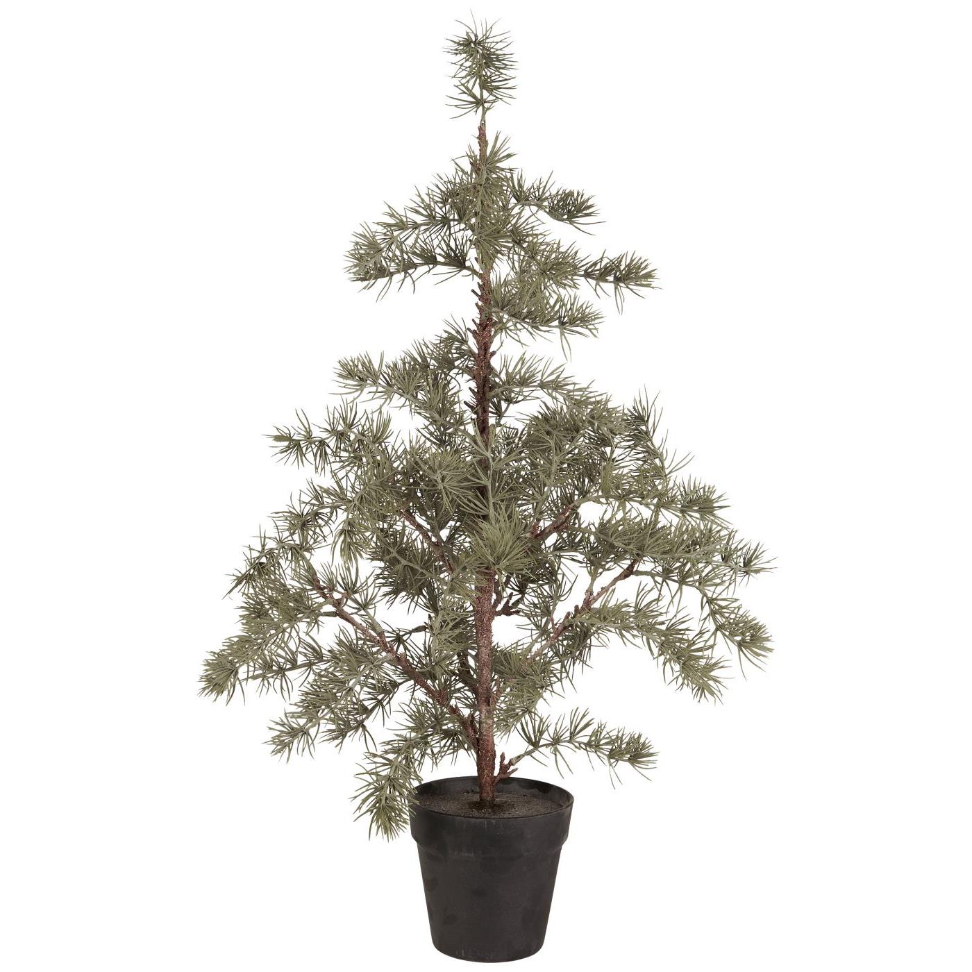 IB Laursen Zedernbaum H 80 cm Zeder