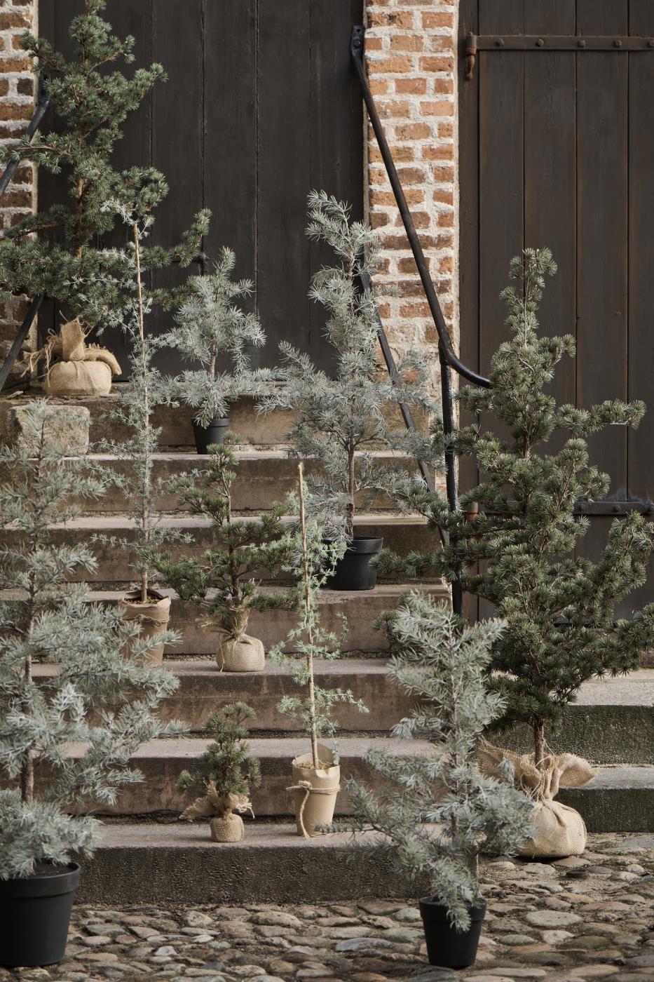 IB Laursen Zedernbaum H 80 cm Zeder