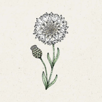 Jora Dahl Kornblume White Ball