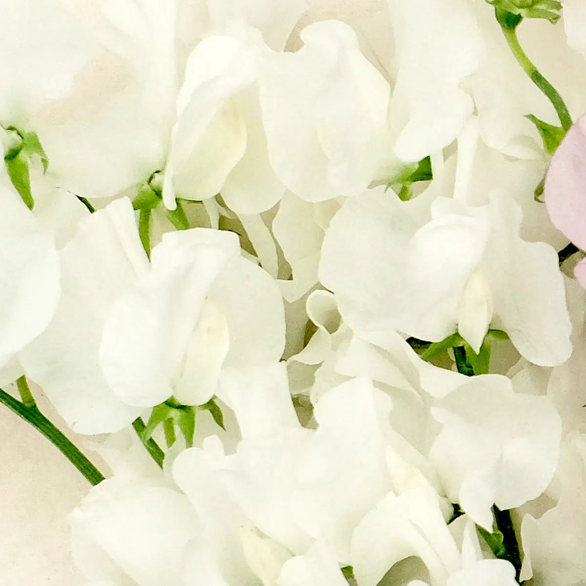 Jora Dahl Duftwicke Wicke Cream Weiß