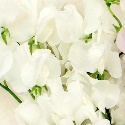 Jora Dahl Duftwicke Wicke Cream Weiß