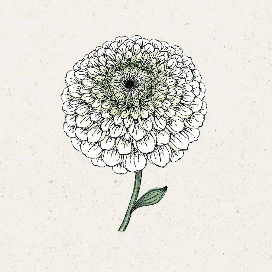 Jora Dahl Zinnia